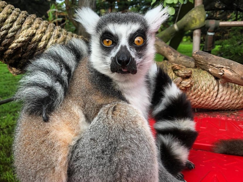 The highly endangered lemur, Maki, was discovered missing from the Lipman Family Lemur Forest at the San Francisco Zoo.