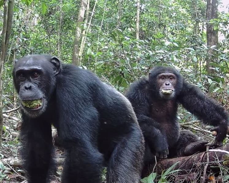 Wild chimps eating fermenting fruit get a surprising slug of alcohol