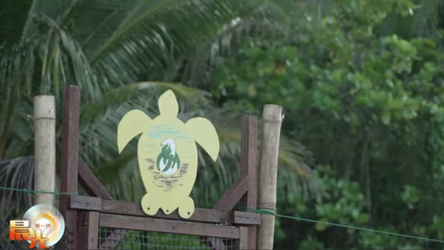 晨光|晨光聚焦：气候变暖 海龟保育刻不容缓