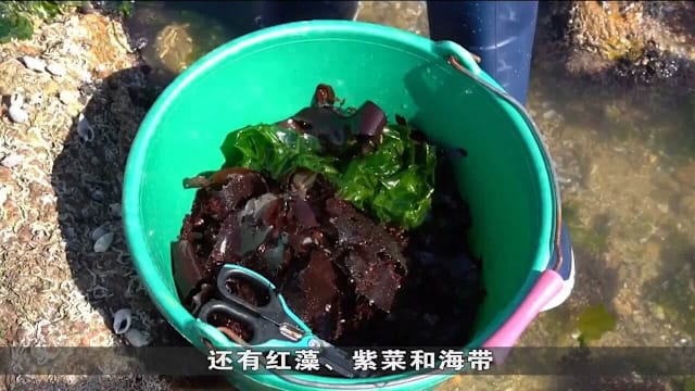走进法国高级餐厅 盐和海藻变奢华美食