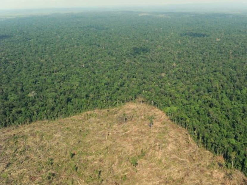 COP27: Indonesia receives plaudits for deforestation action, but globally, trees keep falling 