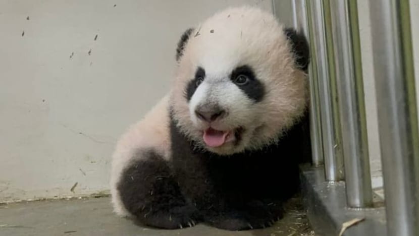 Anak panda S'pura akan cecah usia 100 hari, nama diumumkan Disember ini