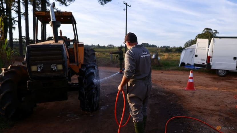 Japan halts some poultry imports from Brazil after bird flu outbreak Japan halts some poultry imports from Brazil after bird flu outbreak
