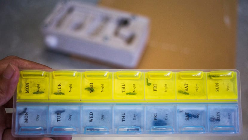 Ants as pets? The hobby is catching on in Singapore