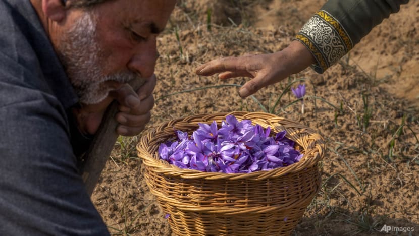 Kashmir’s farmers revive saffron cultivation indoors as climate change hits Kashmir’s farmers revive saffron cultivation indoors as climate change hits