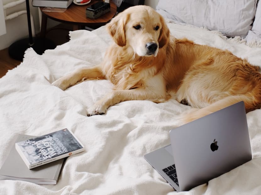 Now, as offices start to reopen, it is perfectly understandable that hordes of new pet-owners are suffering a surge of separation anxiety about abandoning their furred companions. Now, as offices start to reopen, it is perfectly understandable that hordes of new pet-owners are suffering a surge of separation anxiety about abandoning their furred companions.