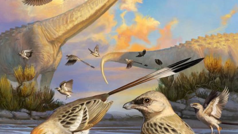 'One-of-a-kind' skull fossil from Brazil reveals bird brain evolution 'One-of-a-kind' skull fossil from Brazil reveals bird brain evolution