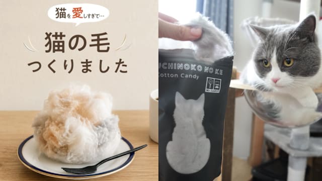 猫毛可以吃？日本超拟真棉花糖萌翻猫奴