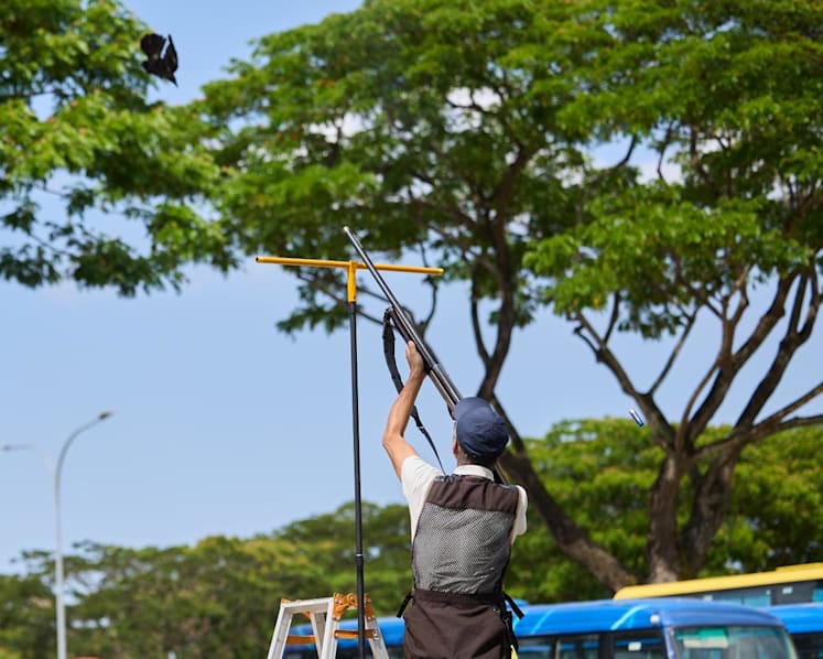 Crow shooting resumes in 9 districts, starting with Yishun