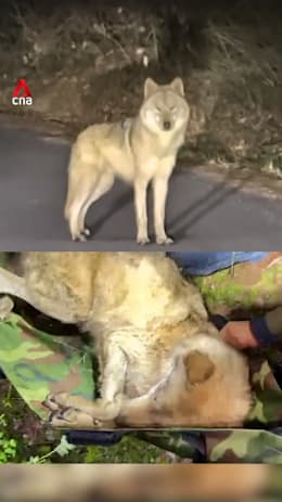 Runaway wolf from South Korean zoo recaptured after 9-day search