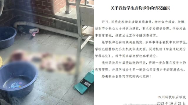 两中国学生哄流浪狗到宿舍 凌晨厕所内残忍宰杀肢解