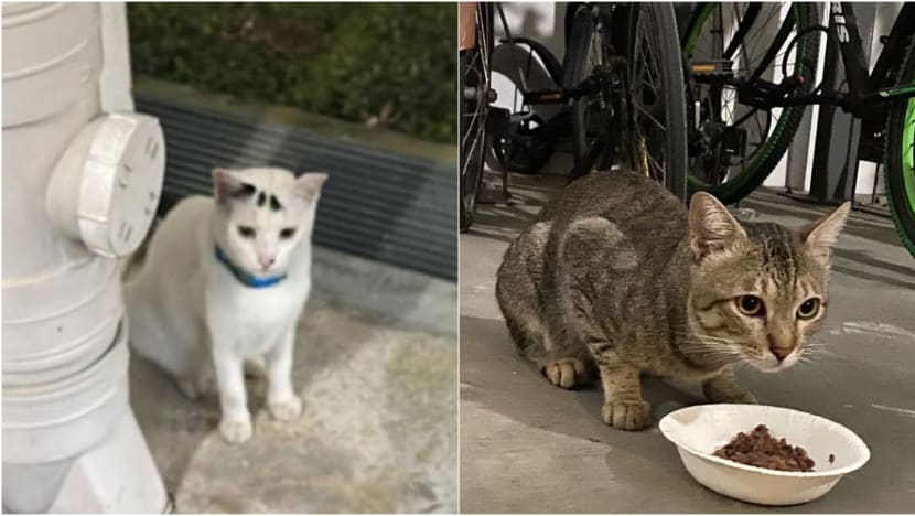 FAQ: Hit an animal while driving on Singapore roads? Here’s what you should do