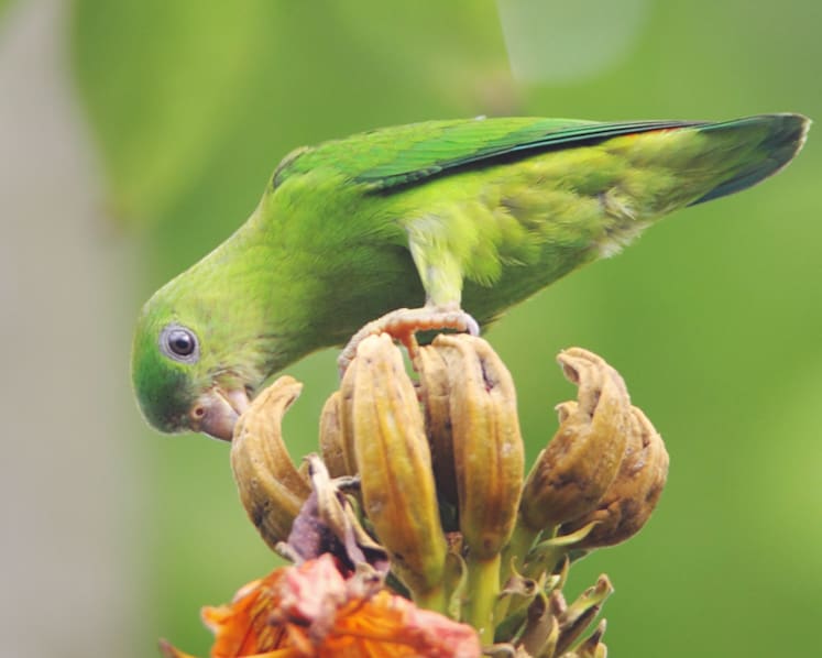 Rich biodiversity on offer as Kranji Marshes open