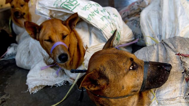 印尼雅加达宣布 全面禁卖和食用狗猫和蝙蝠肉