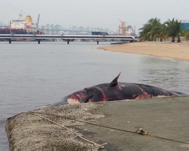 Carcass of sperm whale found near Jurong Island