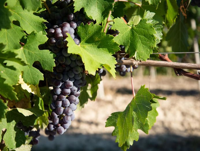 channelnewsasia.com - Nimmi Malhotra - I tasted 300 Nebbiolo wines from Barolo, Barbaresco and Roero. These 6 producers stood out
