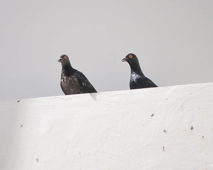 Need to understand motivations to counter persistent pigeon feeders: NParks