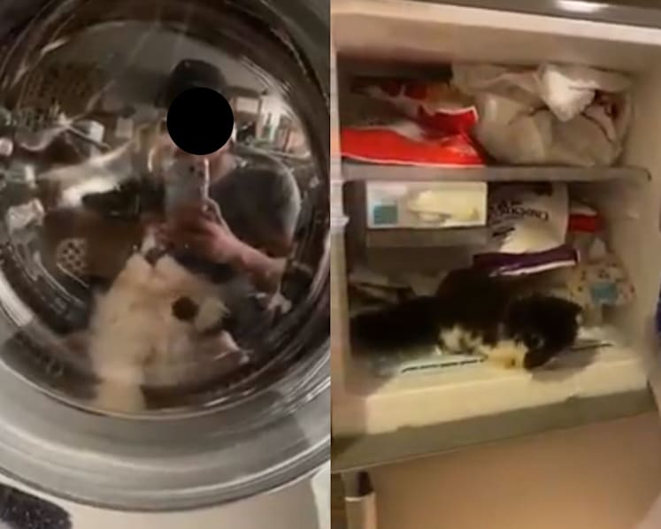 AVS investigating case of kitten placed in freezer, washing machine