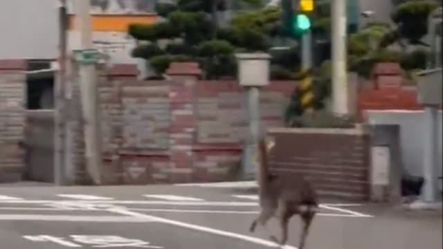 台中街头惊现梅花鹿 民众拍下飞奔画面吁司机警惕