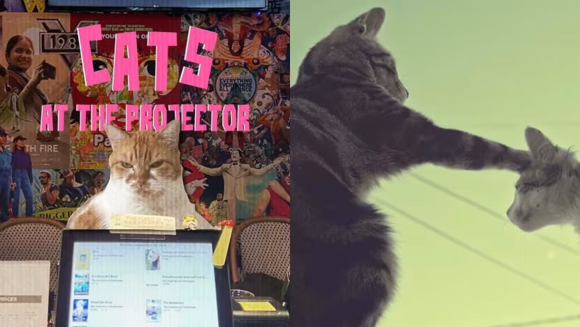Suka nonton reels kucing? Bioskop di Singapura tayangkan video kucing 75 menit tanpa jeda