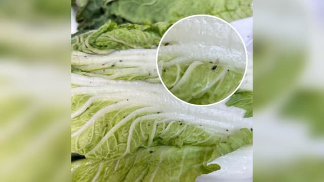 我国运至马国大白菜疑藏跳蚤甲虫 在新山拦截并退回