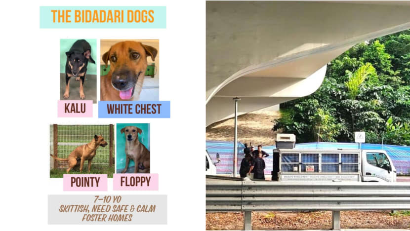 Stray dogs at Bidadari Park to be 'humanely' captured after feedback about territorial behaviour: NParks Stray dogs at Bidadari Park to be 'humanely' captured after feedback about territorial behaviour: NParks