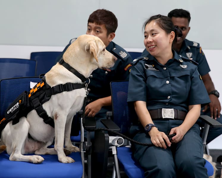 These sniffer dogs working for Certis are of a ‘national standard’ and just got their badges