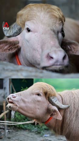 Bangladesh's viral ‘Donald Trump’ buffalo escapes Eid sacrifice