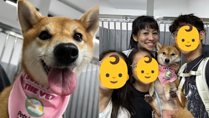 S’pore Dog Owner Shares Health Scare After Shiba Inu Fell Gravely Ill Hours After Receiving Free Treat