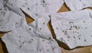 Rowell Road residents battle nightly 'onslaught' of mosquitoes as NEA finds 7 breeding sites, takes action against culprits