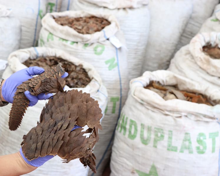 Rising affluence and cultural beliefs driving illegal wildlife trade in Southeast Asia: NGO