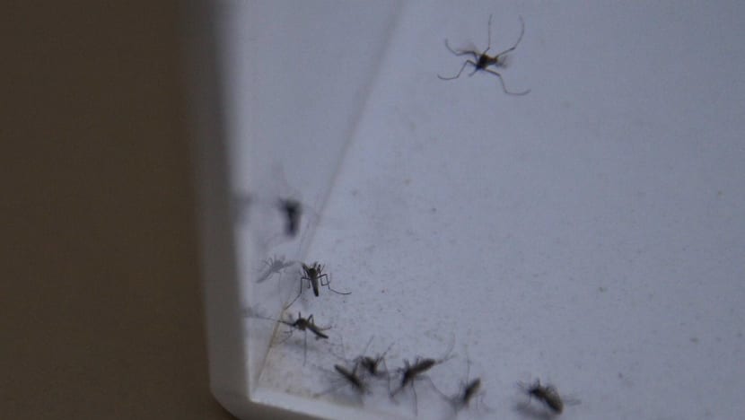As dengue cases soar, mosquito-suppressing Project Wolbachia to be expanded to about a third of HDB flats