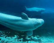 Canadian theme park warns it may euthanise 30 beluga whales if government does not provide funding