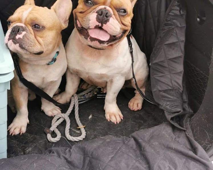 Dog trainer fails in appeal against animal business ban after deaths of dogs she left in car boot