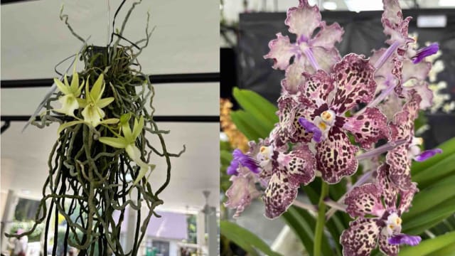 胡姬花展时隔七年周六重磅回归 幽灵兰等稀有品种将首亮相