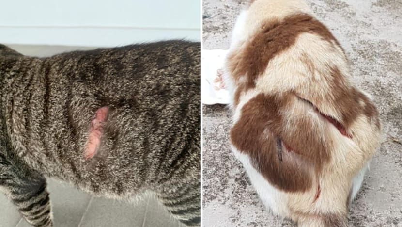 Kes aniaya kucing Ang Mo Kio: Suspek kena lagi 6 tuduhan