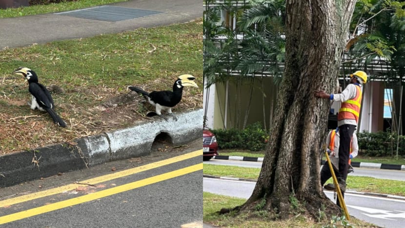Residents Worried That Hornbills In Serangoon Now Homeless After Their 'Home' Gets Sealed Up — Here's What NParks Told Us Residents Worried That Hornbills In Serangoon Now Homeless After Their 'Home' Gets Sealed Up — Here's What NParks Told Us