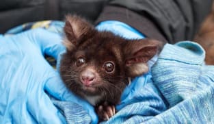 Don't feel hungry when it’s hot? Some animals in Australia are starving as climate change drives up temperatures