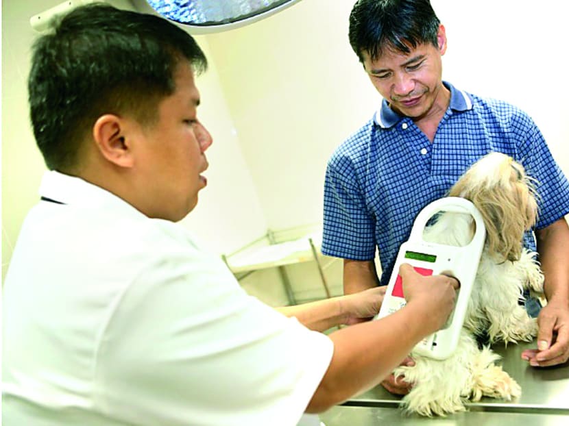 An AVA vettrained officer at Sembawang Animal Quarantine Station checking a dog’s microchip. Photo: AVA