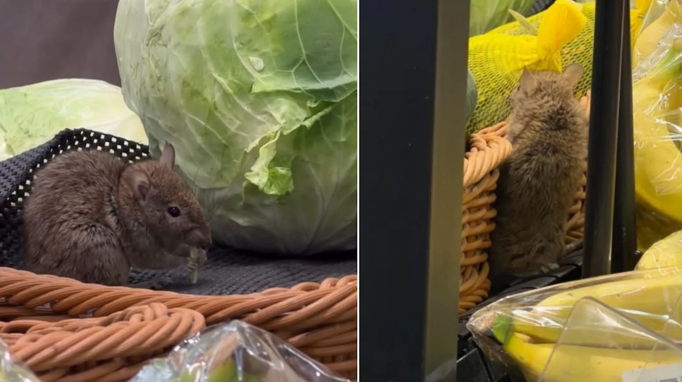 台湾超市惊现老鼠吃高丽菜