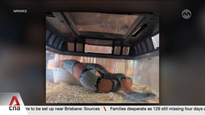 NParks seizes 101 illegally kept wildlife in islandwide raids targeting six people
