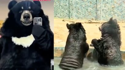 China Zoo Hiring Bear Costume Performers For S$19K A Year — Performers Not Allowed To Talk, Only Growl