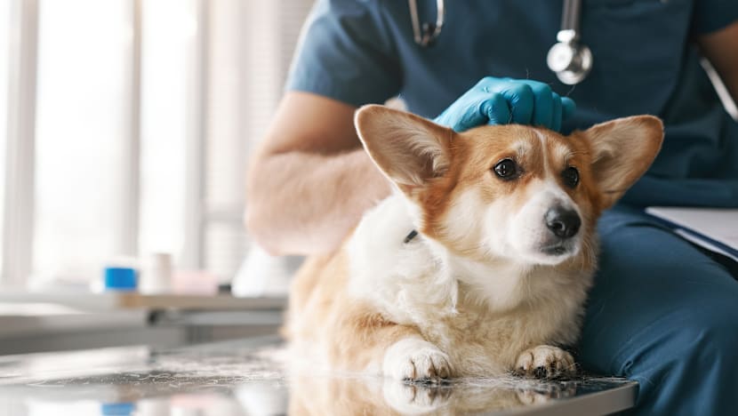 புதிய விலங்குநல மருத்துவ மன்றம் - இவ்வாண்டுப் பிற்பாதியில்