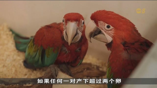 在阿根廷灭绝150年 绯红金刚鹦鹉将重返原生森林