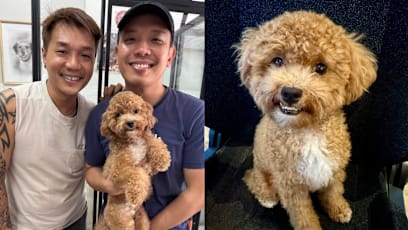 MP Alvin Tan Adopts 10-Mth-Old Maltipoo Given Up By Previous Owners Who Thought She Was “Ugly”
