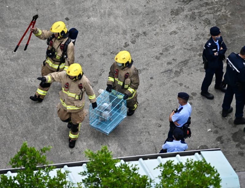 HK Firefighters Criticised For Rescuing Pets In Tai Po Fire: “Time ...