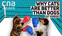 Beyond the Viral Video - S1: Why Cats Make More Viral Videos Than Dogs