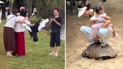 Visitors mistreat animals tortoise black swan
