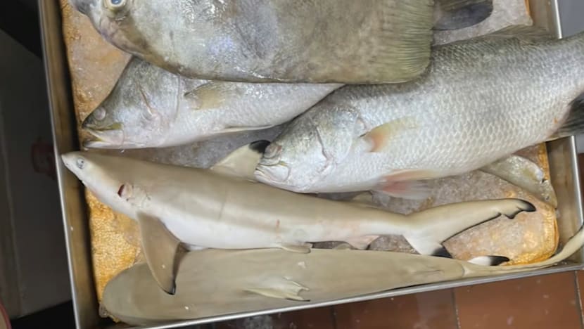 Protected sharks, rays allegedly sold as seafood without permits in Singapore’s markets