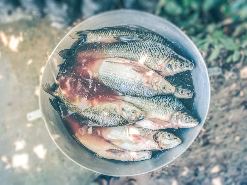 River pollutants are turning fish in Malaysian rivers “gay” and even “transsexual” by changing their hormones which, in turn, affect their sex, according to an expert.